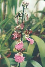 Image result for Eulophia bisaccata