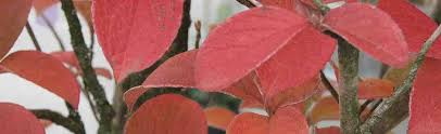 Regular price $75.00 at nursery. Stewartia At Portland Nursery And Garden Center