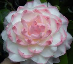Pin On Camelia