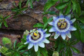 Blocked By Wordpress Zero Spam Passion Flower Types Of Blue Flowers Herbal Tinctures