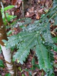 Image result for Anisophylleaceae