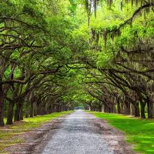If you do not allow these cookies we will not know when you have visited our site, and will not be able to monitor its performance. Live Oak Trees For Sale Fastgrowingtrees Com