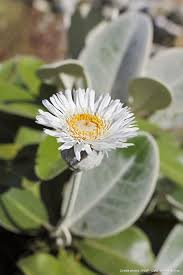 Des Plantes Faciles Qui Resistent Au Manque D Eau Plante Plante Rocaille Parterre De Fleurs