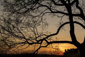 Maybe you would like to learn more about one of these? Silhouette Of Tree Branches Free Stock Photo Libreshot