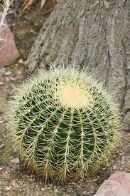 You're very loyal and defensive of the people you love. Plant Quiz Golden Barrel Cactus Cambridge University Botanic Garden Facebook