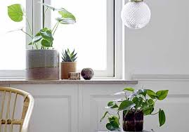 Livraison express 24h � partir de 8,90� exp�dition � partir de 6,90� en france et � l�international. Plante D Hiver Nos 12 Plantes Preferees Elle Decoration