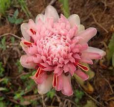 Pin On Flowers