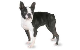 Boston terrier puppies for sale in virginia, usa, page 1 (10 per page) puppyfinder.com is your source for finding an ideal boston terrier puppy for sale in virginia, usa area. Boston Terrier Dog Breed Information Pictures Characteristics Facts Dogtime