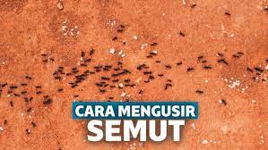Keberadaan semut yang sangat banyak tersebut, bagi beberapa orang kadang membuat geli. 10 Cara Mengusir Semut Agar Tidak Datang Lagi