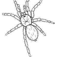 Hideous Tarantula Coloring Page Color Luna Coloring Pages Tarantula Spider Coloring Page