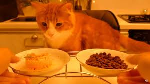 Ce Chat Japonais Va T Il Choisir Des Croquettes Ou Un Plat Prepare Maison Takuminosekai Com Plat Prepare Croquettes Plat Maison