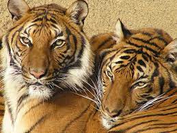 Indochinese Indochinese Tiger Indochinese Sumatran Tiger