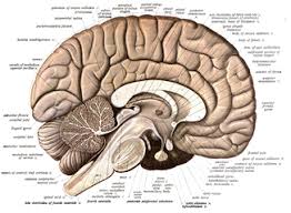 Human Brain Wikipedia