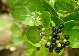 Image result for Premna serratifolia
