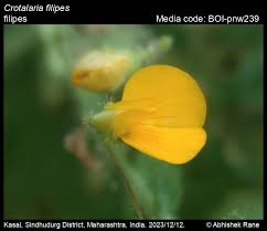 Image result for Crotalaria filicaulis