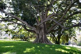 Image result for Ficus obliqua