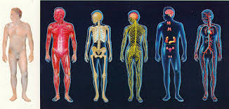 Resultado de imagen para cuerpo humano
