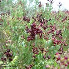 Image result for Rhagodia