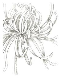 November Flower Of The Month Graphite Drawing By Lauren Chisholm Available As Hand Signed Limited Edition