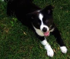 Australian shepherd mix puppies mn. Border Aussie Dog Breed Information And Pictures