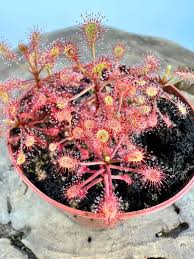 Image result for Drosera madagascariensis