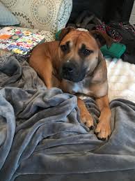 The rhodesian ridgeback can reach up to 69 cm in height and 39 kg in weight. Rhodesian Ridgeback And Pitbull Mix Off 74 Www Usushimd Com