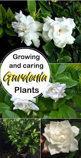Growing Gardenia Plant How To Grow Gardenia In A Container Gardenia Plant Growing Gardenias Gardenia Trees