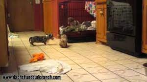 Check spelling or type a new query. Mini Dachshund Puppies Dachshund Dude Ranch Ddr Youtube
