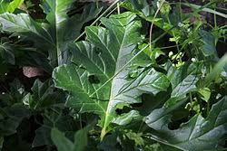Image result for Acanthus mayaccanus