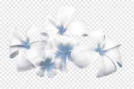 View our latest collection of free blue and white flowers png images with transparant background, which you can use in your poster, flyer design, or presentation powerpoint directly. Cut Flowers Floral Design Tulip Color Frangipani Blue White Flower Png Pngwing
