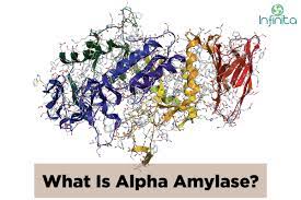What Is Alpha Amylase Enzyme Uses Of Alpha Amylase