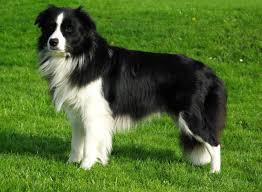 Jun 02, 2021 · freddie is a 2 year old male collie cross. Collie Breeds Dog Breeds Collie