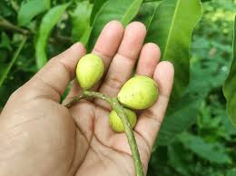 Image result for Aphanamixis