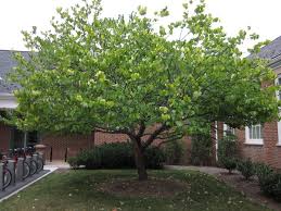Scientifically known as cercis canadensis the eastern redbud (cercis canadensis) is a flowering deciduous tree native to eastern north america with high wildlife value. What Is Cercis Canadensis