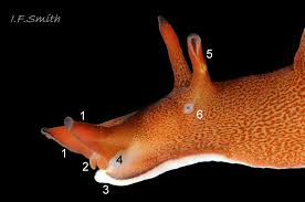 Image result for Isoglossa punctata