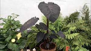 The image used above is for illustration purposes only. Colocasia Esculenta Black Magic Taro Elephant Ears Farmergracy Co Uk Youtube