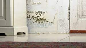 Maybe you would like to learn more about one of these? Can Black Mold Kill You Fortunately Probably Not