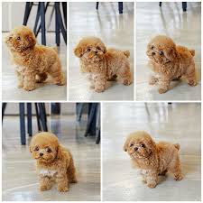 We did not find results for: Apricot Toy Poodle Puppies For Sale Near Me Mini Poodle Puppy Red Poodle Puppy Poodle Puppy