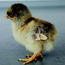 Gold and its converse, silver; Bantam Blue Laced Red Wyandotte Dunlap Hatchery