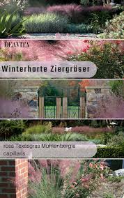 Erfahren Sie Mehr Uber Winterharte Ziergraser Wie Die Attraktive Pflanze Muhlenbergia Capillari Noch Als Rosa Haargras Bekannt D Winterhart Gras Herbstgarten