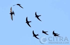 Walet mmtc medan / pt mega ratu walet sebagai solu. Ini Daftar Perusahaan Dan Eksportir Sarang Burung Walet Indonesia Citra Indonesia