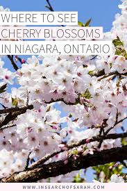 Need both male and female trees for fruiting. Where To See Cherry Blossoms In Niagara Ontario In 2021 Canada Travel Ontario Travel America Travel