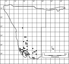 Image result for Pteronia acuminata