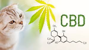 Can cats with cancer use cbd oil? Best Cbd Oil For Cats With Cancer Essential Guide We Be High