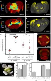 Stress less color by number flowers. The Role Of Apetala1 In Petal Number Robustness Elife