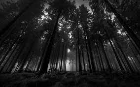 Dark Woods Wallpapers Group 73 Dark woods wallpapers download free. dark woods wallpapers group 73