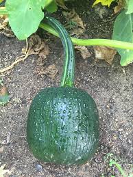 They will be great as an addition for a farmhouse and rustic style decor. Dark Green Pumpkin Green Pumpkin Dark Green Pumpkin