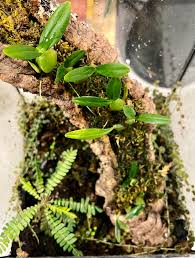 Image result for Bulbophyllum oreonastes
