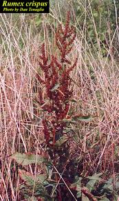 Image result for Rumex crispus