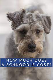 One thing that humans often wonder when considering how their dogs spend their time when their away is if dogs consider a german shepherd while searching puppies for sale near me. How Much Does A Schnoodle Cost Actual Breeder Prices Labradoodle Home Schnoodle Schnoodle Puppy Schnauzer Puppy